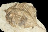 Bargain, Huntonia Lingulifer Trilobite - Oklahoma #188863-3